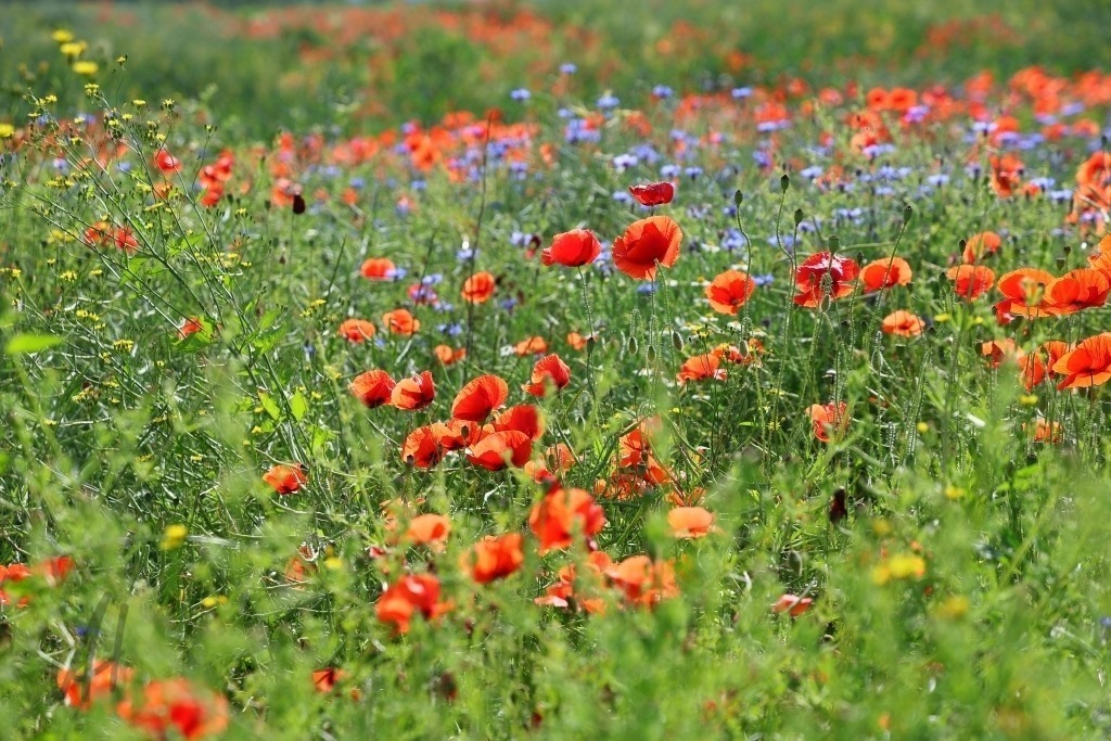 Bunte Blumen zur Sommersonnenwende | Das Foto zeigt ein abgeblühtes Rapsfeld zur Sommersonnenwende. Zwischen den bereits ausgereiften Rapspflanzen mit ihren grünen bis bräunlichen Schoten blühen Klatschmohn, Kornblumen und zahlreiche weitere Sommerblumen in leuchtenden Farben. Die roten Blüten des Mohns und das kräftige Blau der Kornblumen setzen eindrucksvolle Akzente. Die Mischung aus verblühtem Raps und blühenden Wildblumen macht den Wandel der Jahreszeiten sichtbar: Während die Rapspflanzen bereits der Ernte entgegengehen, entfalten Mohn, Kornblumen und andere Feldblumen noch einmal ihre ganze Farbenpracht. Dadurch entsteht ein harmonisches Bild von Reife, Fülle und sommerlicher Lebenskraft. Die Aufnahme vermittelt die besondere Stimmung der längsten Tage des Jahres. Sie verbindet die Wärme der Sommersonnenwende mit der Schönheit einer artenreichen Feldlandschaft und strahlt Ruhe, Natürlichkeit und sommerliche Fülle aus. - Realisiert mit Pictrs.com