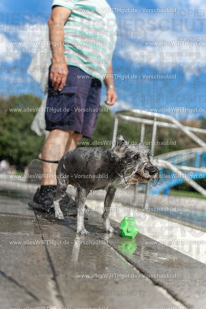 Hundeschwimmen_Volksbad_2026-allesWIRTHgut_Tierfotografie-2609061519-7R501440 | Professionelle Tierfotografie in Mönchengladbach von Daniel Wirth (allesWIRTHgut). Liebevolle & natürliche Bilder von Hunden & Katzen für unvergessliche Erinnerungen.