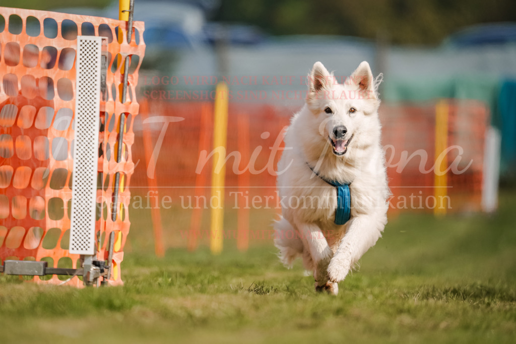 20250928_Hunderennen-308 | MuT (Mensch und Tier) mit Mona - Fotografie und Tierkommunikation - Realisiert mit Pictrs.com