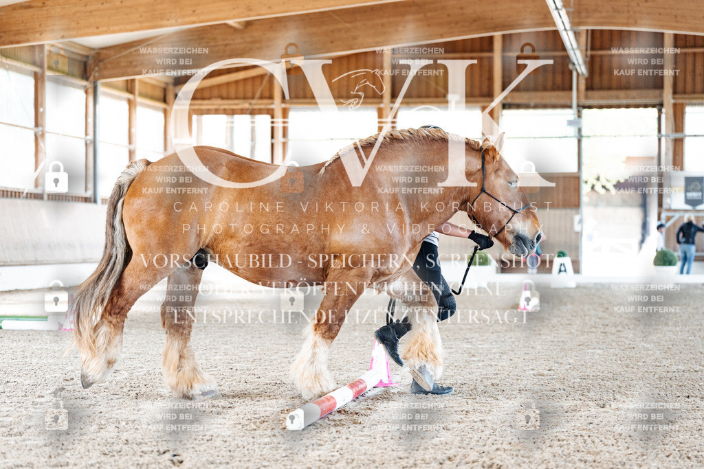 CK905434 | Turnierfotografie Pferdefotografie Trier Rheinland-Pfalz Pferdesport Reitsport Tierfotografie Sportfotografie Pferdevideo Pferdevideografie Equestrianvideography equestrianphotography  - Realisiert mit Pictrs.com