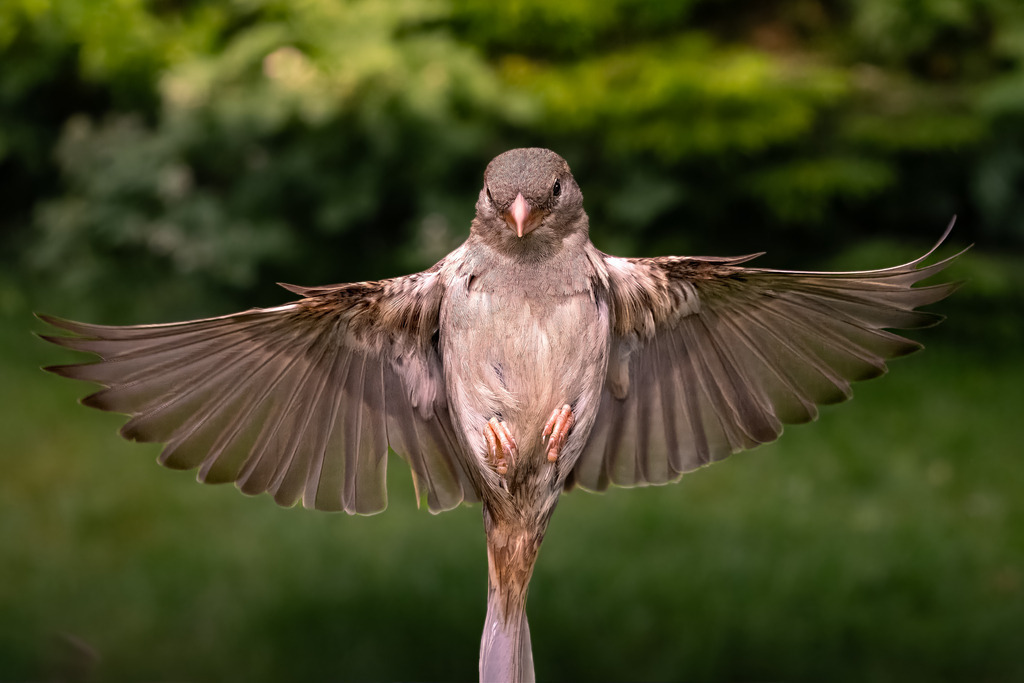 Frontaler Anflug des Spatzen: Symmetrisches Flugbild mit ausgebreiteten Flügeln | Ein bemerkenswertes Wildlife-Foto, das einen Spatzen (Passer domesticus) – wahrscheinlich ein Weibchen oder einen Jungvogel – in der dramatischen Pose des frontalen Anflugs zeigt. Der Vogel fliegt direkt auf den Betrachter zu, wobei seine Flügel perfekt symmetrisch und vollständig ausgebreitet sind, was dem Bild eine starke, dynamische Komposition verleiht. Die hohe Schärfe und Detailtreue des Gefieders, insbesondere die feine Musterung auf der Brust, werden durch die zentrale Platzierung hervorgehoben. Das warme, neutrale Braun des Vogels kontrastiert sanft mit dem weich gezeichneten, grünen Hintergrund (Bokeh), der Tiefe erzeugt und den Fokus ganz auf den Moment des Landens legt. Eine ideale Aufnahme für Themen wie Gartenvögel, Bewegung in der Natur und Tierporträts im Flug.