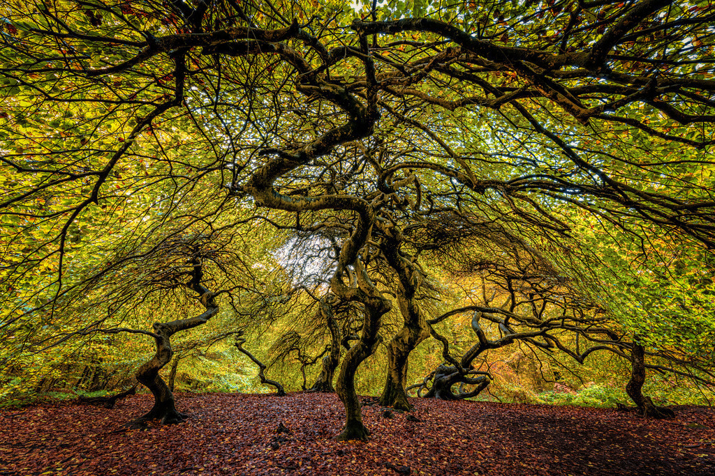 Krüppelbuchen | Wandbilder - Florian Läufer - Realisiert mit Pictrs.com