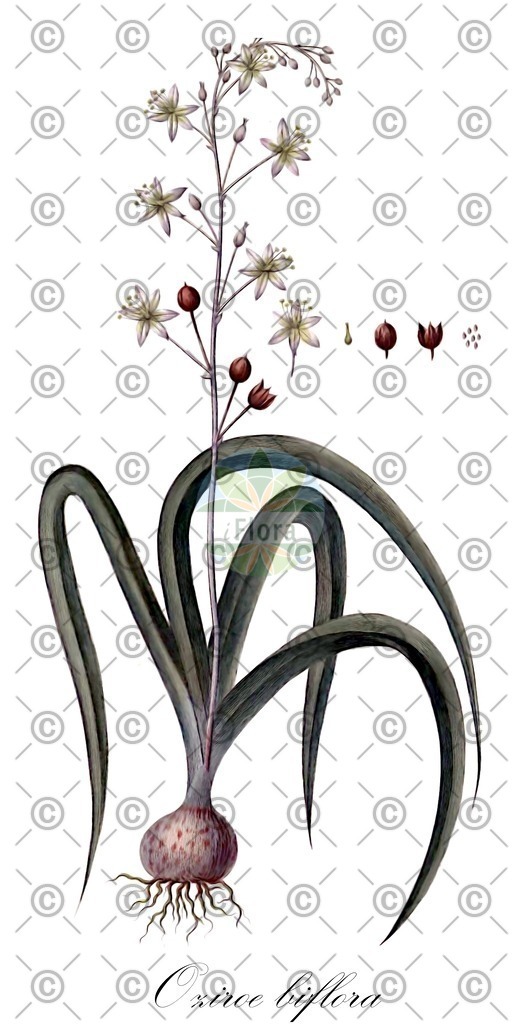 HistAbb_wfo-0000041850_1_ENZY_Simple | Historische Abbildung von Oziroe biflora - Asparagaceae | Historical Illustration of Oziroe biflora - Asparagaceae