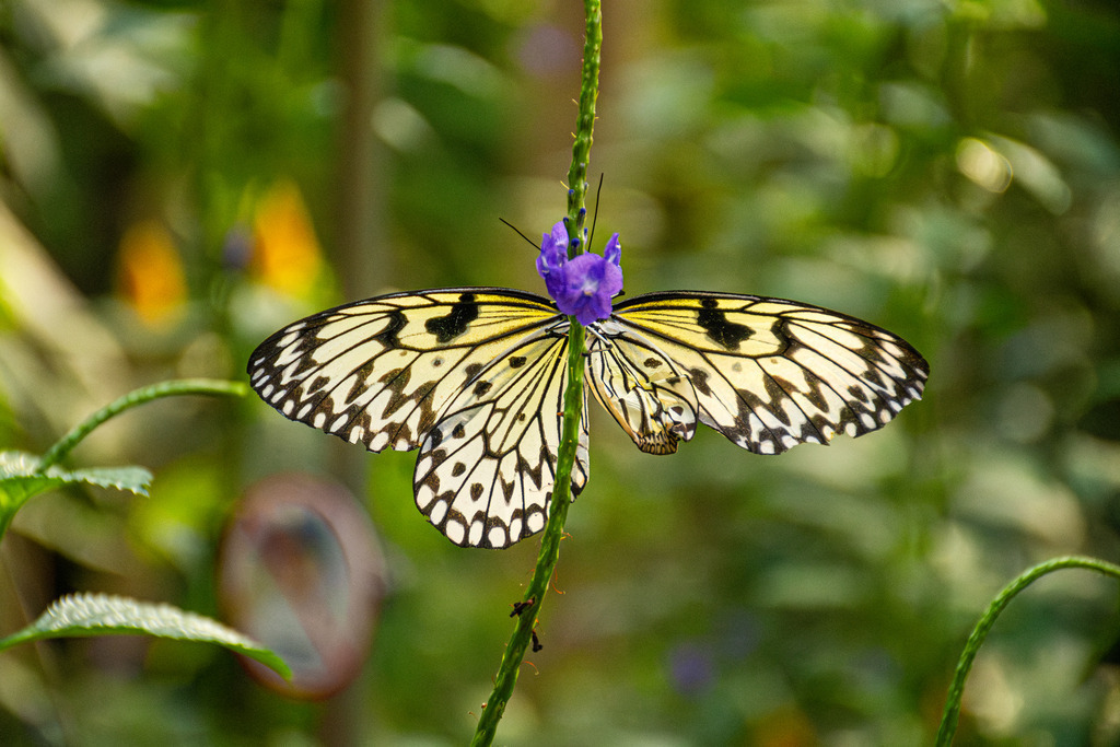HFG_4229-Verbessert-RR | Holzisphotography, Landschaftsfotografie, Wildlifefotogorafie - Realisiert mit Pictrs.com