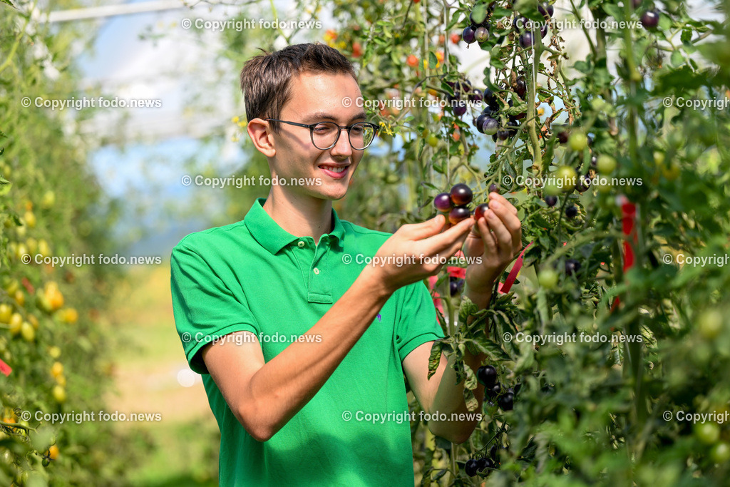 Landwirtschaft_ Gemuesebauer Spiesmayr_ 05.09.2023-22 | 05.09.2023, Wilhering, AUT, Landwirtschaft, Gemuesebauer Spiesmayr in Appersberg, im Bild Elias Mayr mit Tomaten