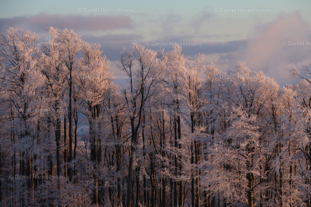 162A3876 | Hier finden Sie Poster, Leinwandfotos sowie viele weitere Fotoprodukte mit Motiven aus dem Schwarzwald, aus Freiburg und dem Kaiserstuhl zum Download und zum Bestellen.  - Realisiert mit Pictrs.com