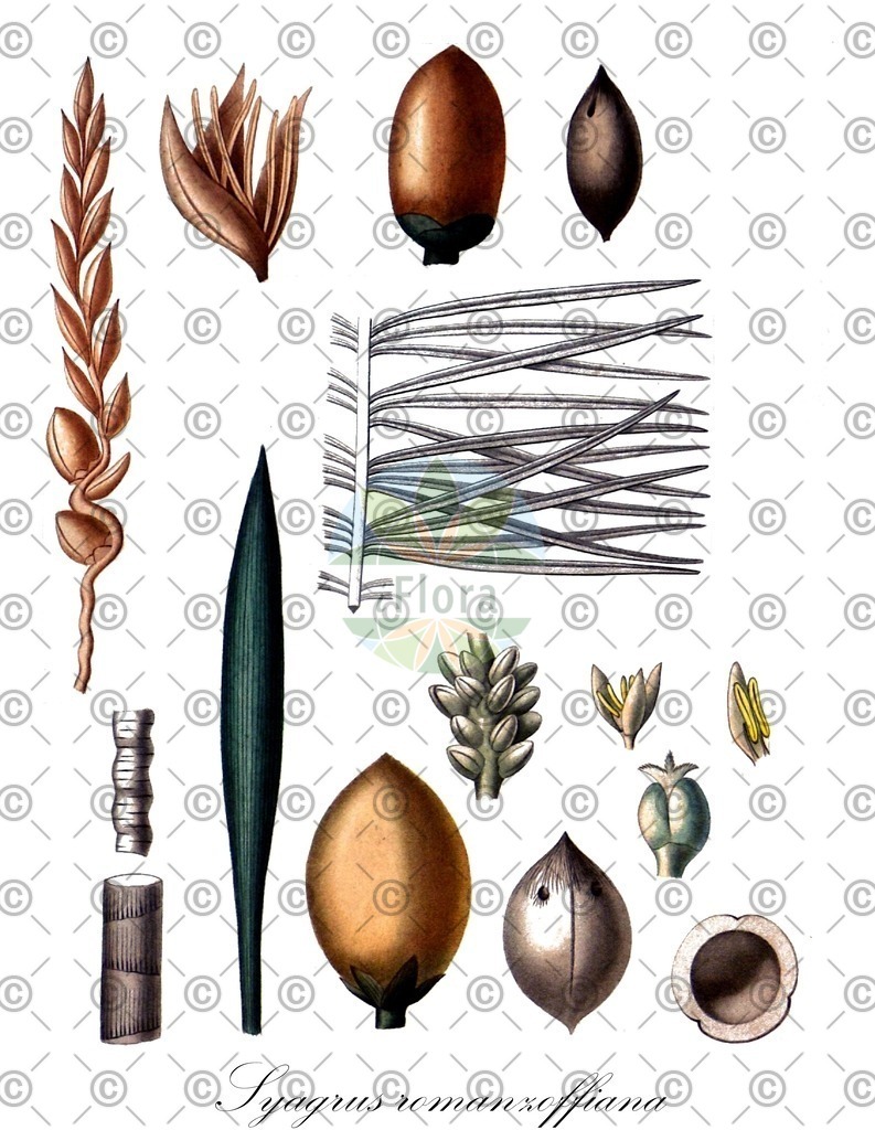 HistAbb_7QP7_1_ENZY_Simple | Historische Abbildung von Syagrus romanzoffiana - Arecaceae | Historical Illustration of Syagrus romanzoffiana - Arecaceae