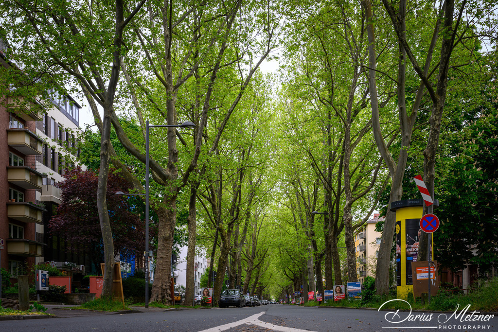 Mainzer Neustadt | Bilder aus der Mainzer Neustadt