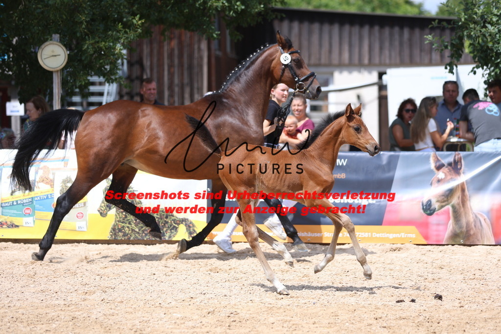 Fohlenschau_Schwäbisch_Hall_springbetonte_Fohlen_KN 40_14 | lmwpictures - Realisiert mit Pictrs.com