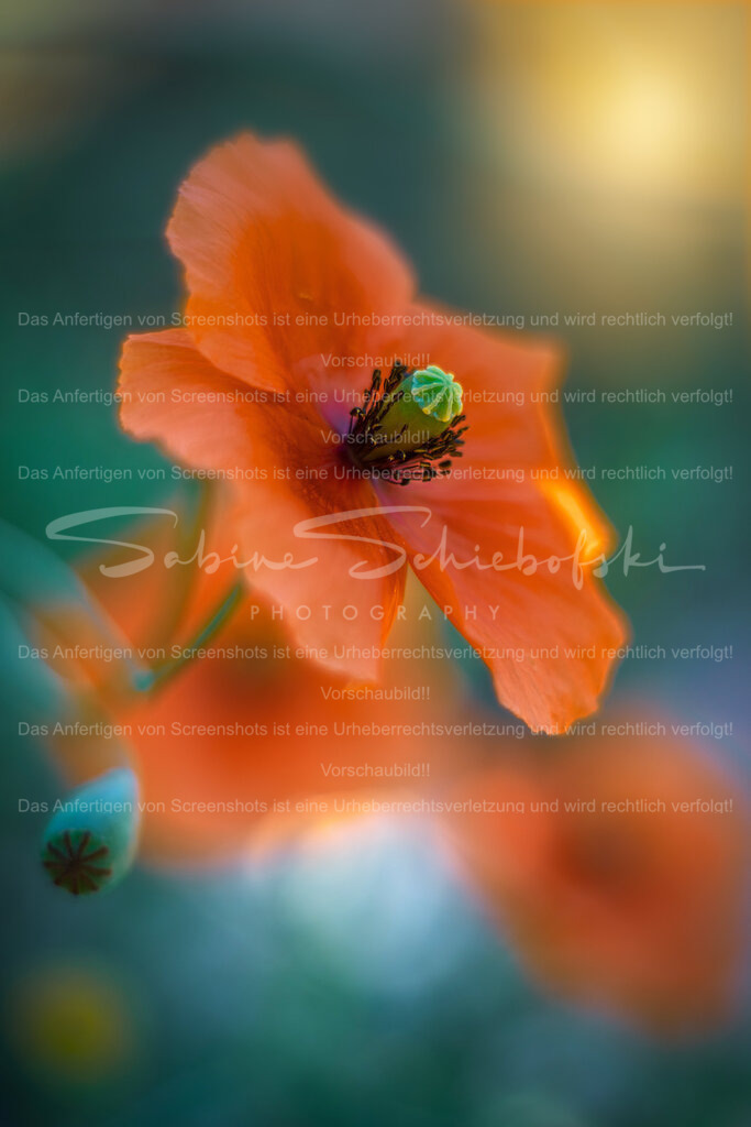 Mohnblüte  | People- und Tierfotografie, Imageaufnahmen, Veranstaltungsfotografie und Wandbilder aus der Natur ★ Made in Germany ✔️ Druck + Downloads ✔️ Naturfotografie in Top Qualität ★ schneller Versand, weltweite Lieferung! - Realisiert mit Pictrs.com