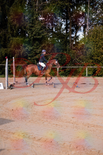 2026_10_03_Siefer-Hof_145627_Z81_37415818 | Professionelle Reitsport-, Turnier- und Eventfotografie von Robert Broda. Galerien mit ausgewählten und bearbeiteten Bildern direkt online ansehen und bestellen.