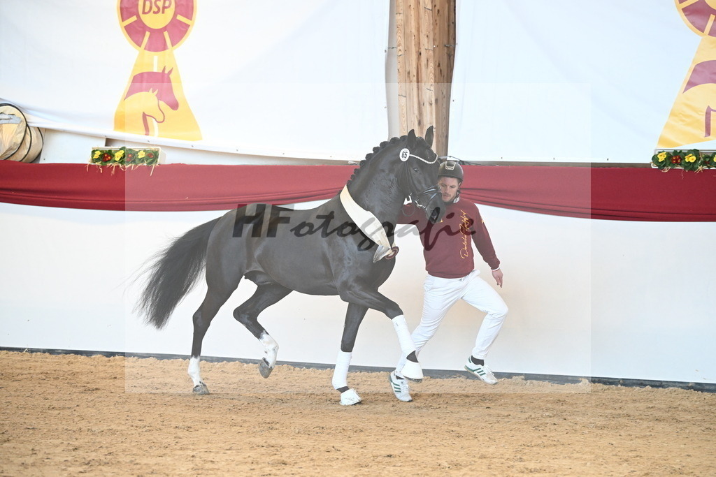 Kat.-Nr. 65 v. Springbank II VH_Reichert_2242880 | hf-fotografie - Realisiert mit Pictrs.com
