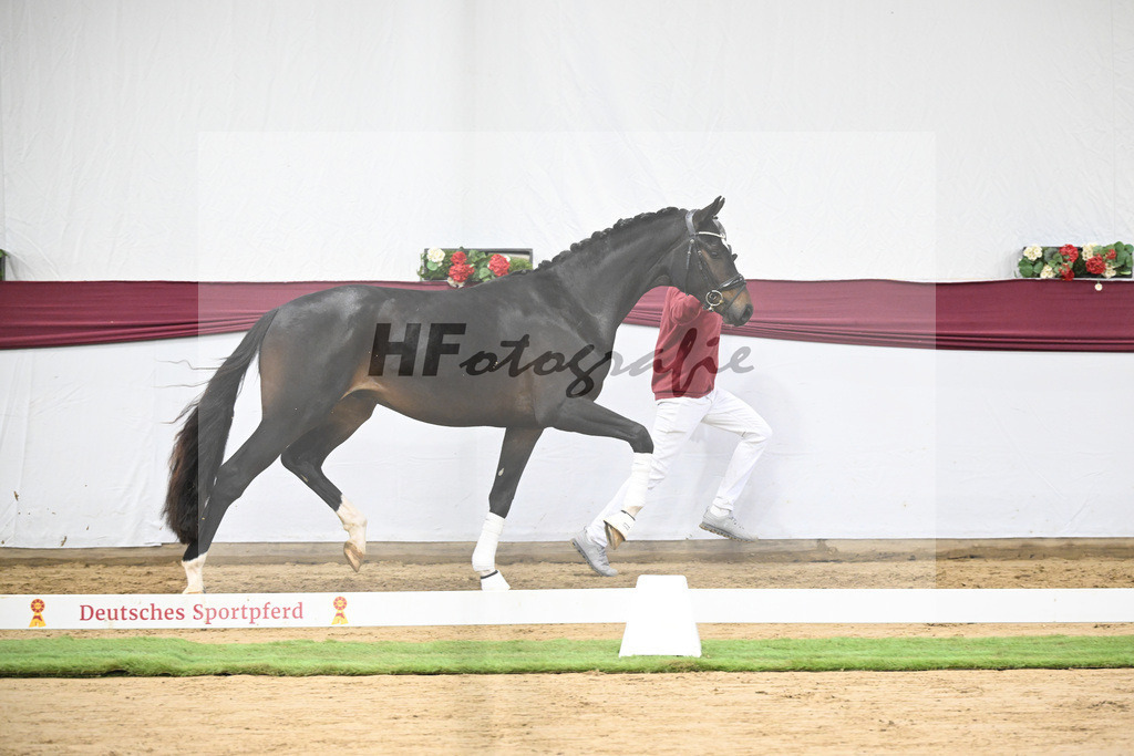 Kat-Nr. 105 Floricello x Sir Donnerhall_Frieder Heilemann_47253519 | hf-fotografie - Realisiert mit Pictrs.com