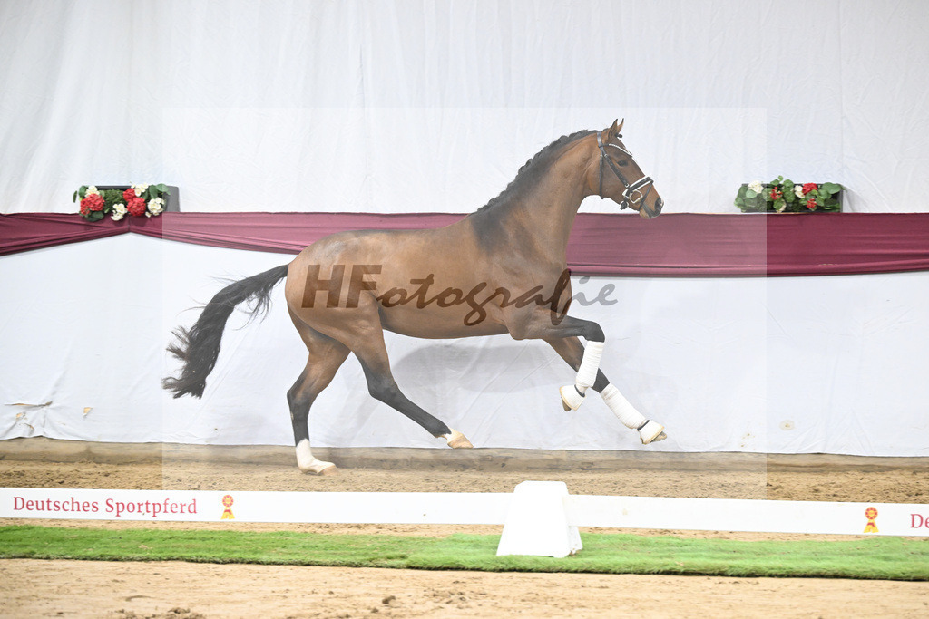 Kat-Nr. 120 Fanegro x Bequia_Johannes Gaab_47253934 | hf-fotografie - Realisiert mit Pictrs.com