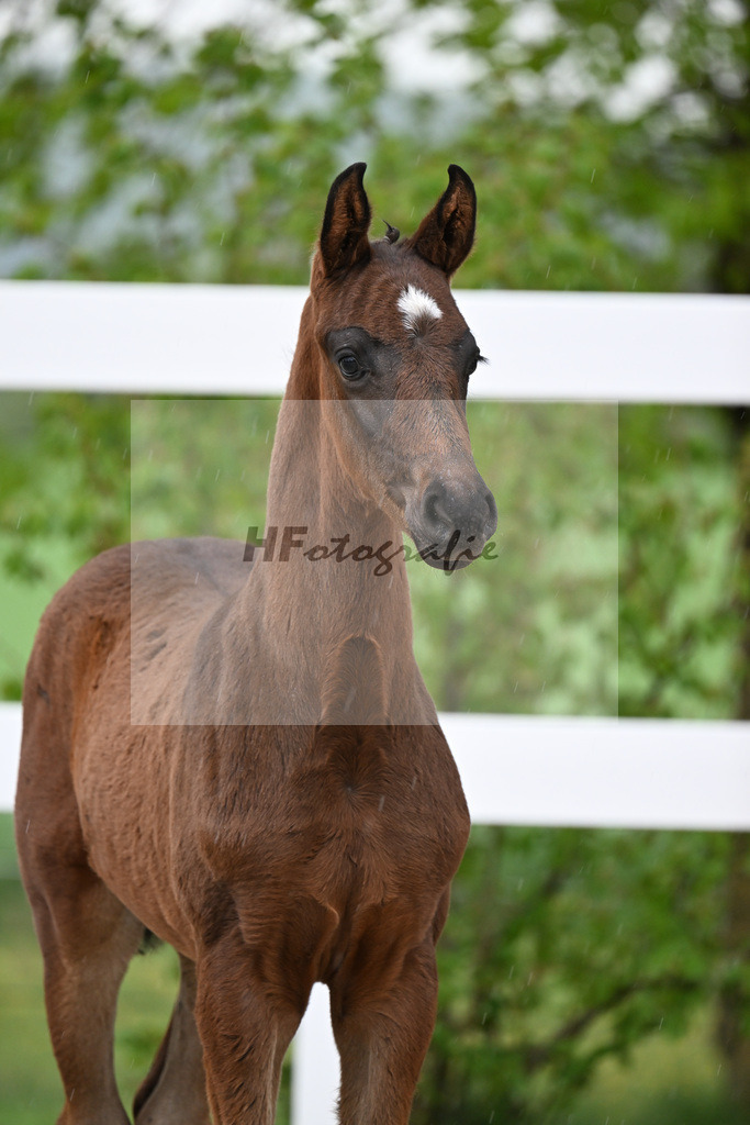 Kat-Nr. 31 HF St. Noble x Sezuan_Fetzer_23261185 | hf-fotografie - Realisiert mit Pictrs.com