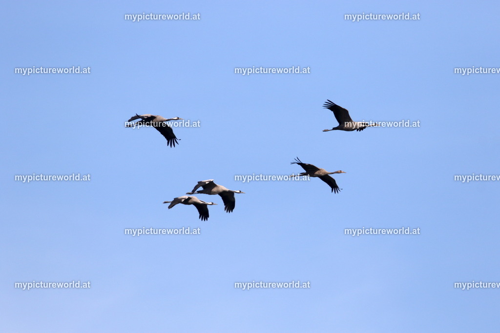 Kranich-002 | Das Bilderarchiv über Tiere, Planzen und Landschaften. In der Bilddatenbank finden Sie ein große Auswahl an hochwertigen Bilder für Ihre Werbung - Realisiert mit Pictrs.com