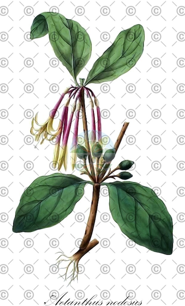 HistAbb_wfo-0000522390_1_ENZY_Simple | Historische Abbildung von Aetanthus nodosus - Loranthaceae | Historical Illustration of Aetanthus nodosus - Loranthaceae