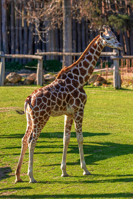 Giraffe — Stille Anmut