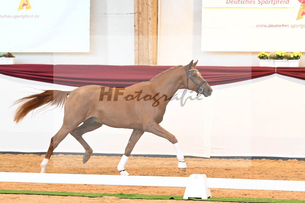 Kat-Nr. 18 v. Desperados_RIH Sportpferde GmbH_66220197 | hf-fotografie - Realisiert mit Pictrs.com