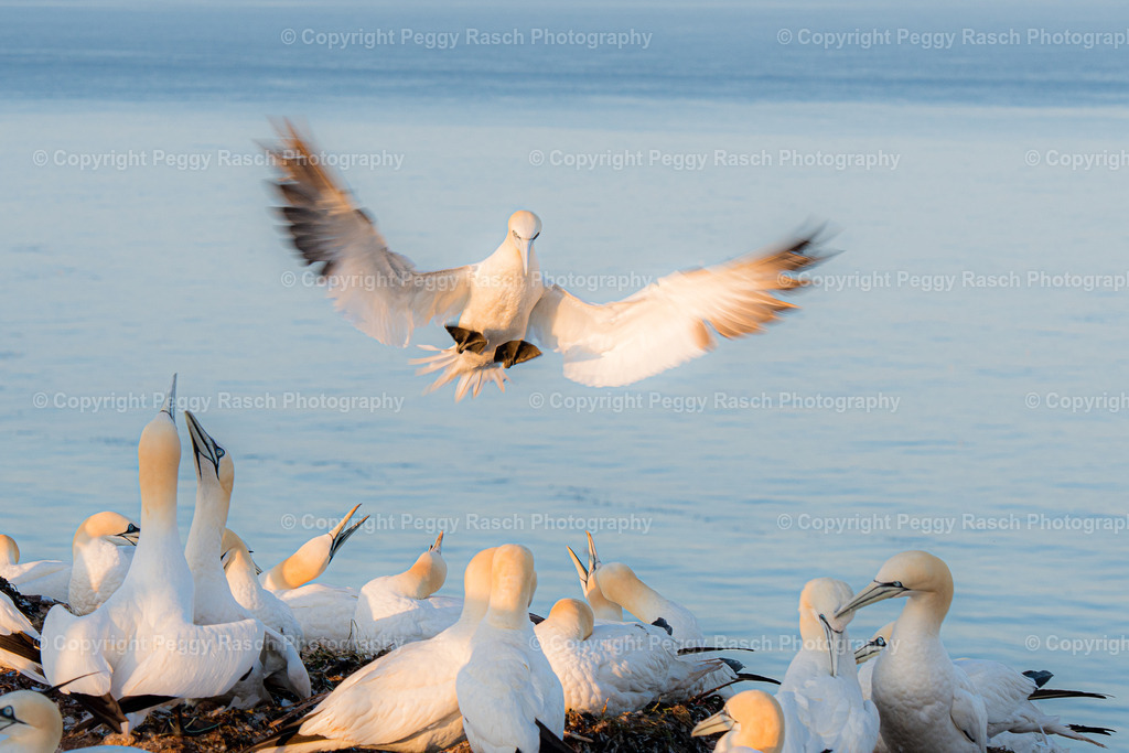 Basstölpel | auf Helgoland - Realisiert mit Pictrs.com