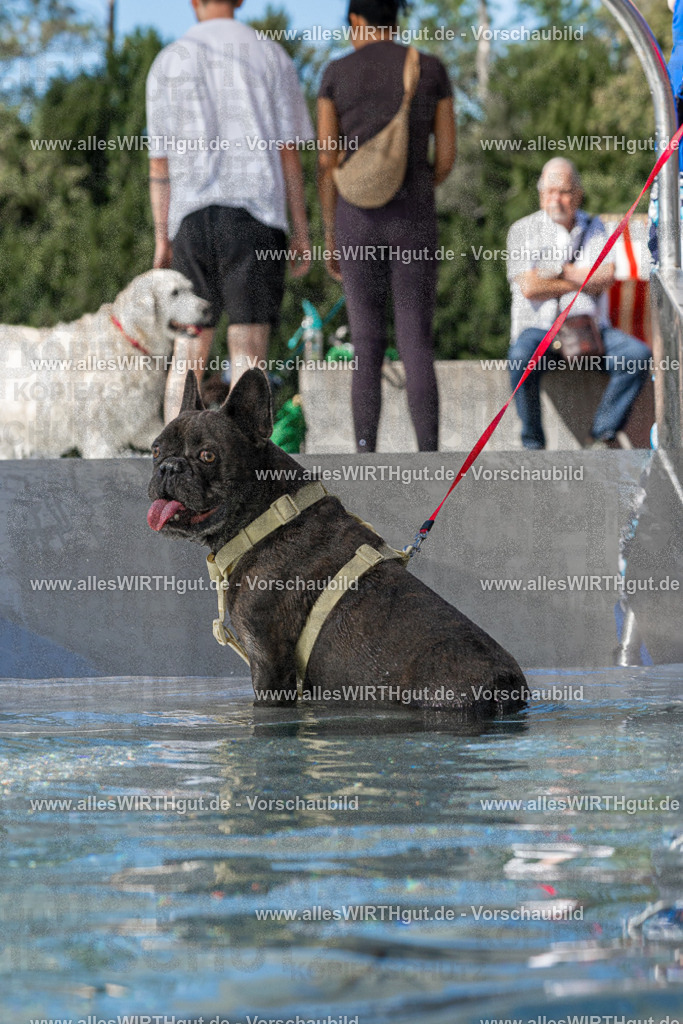 Hundeschwimmen_Volksbad_2026-allesWIRTHgut_Tierfotografie-2609061312-FAY06685 | Professionelle Tierfotografie in Mönchengladbach von Daniel Wirth (allesWIRTHgut). Liebevolle & natürliche Bilder von Hunden & Katzen für unvergessliche Erinnerungen.