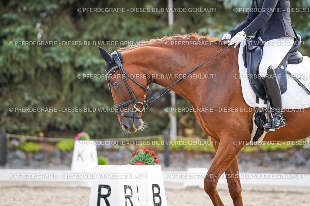 DSC00706 | Pferdegrafie