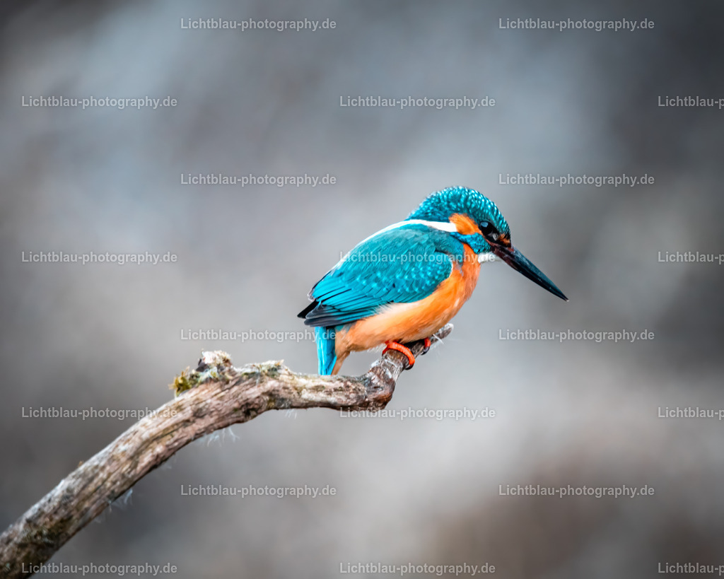 Eisvogel-01 | Hans-Bernd Lichtblau Photography. Finden Sie wunderschöne Fotografien aus Landschaft und Natur.  - Realisiert mit Pictrs.com