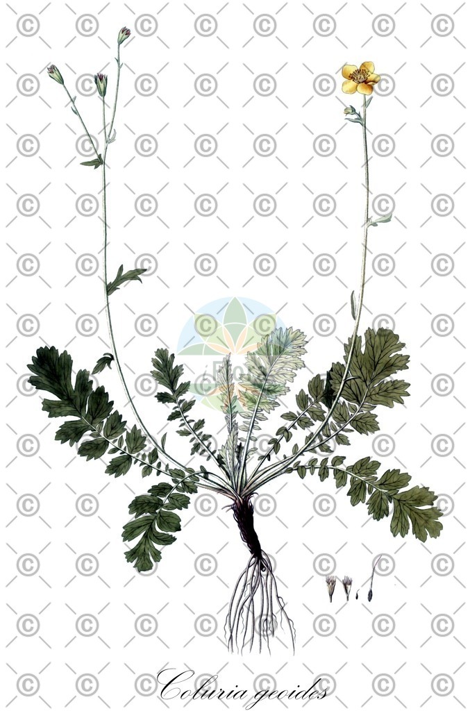 HistAbb_EMP_21799_SRC_Schlechtendal_FLORAD_SIMPLE | Historische Abbildung von Coluria geoides - Rosaceae | Historical Illustration of Coluria geoides - Rosaceae
