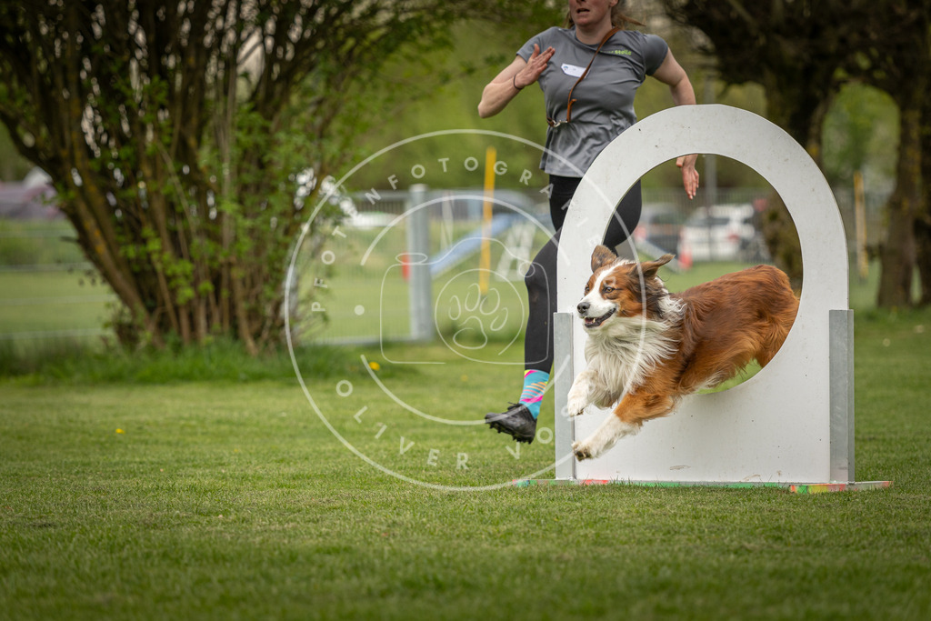 Pfotenfotografie_DV3A1054 | Hundefotografie, Tierfotograf, Pfotenfotografie, Fotoshooting Hund, Hunde Portrait, Hundesport, Hundeportraits, Heideshooting, Hunde, Sportfotograf, Hundefotograf, Turnierhundsport, THS,  - Realisiert mit Pictrs.com