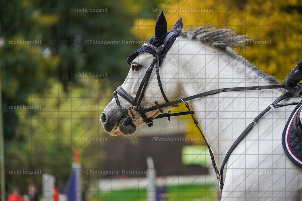 20221009-FAH08363 | Diessen am Ammersee, 2022, Dressur- und Springturnier, Reitsportbilder, Turnierfotografen Bayern, Pferdefotografen, Fotoagentur Herrmann, Turnierbilder