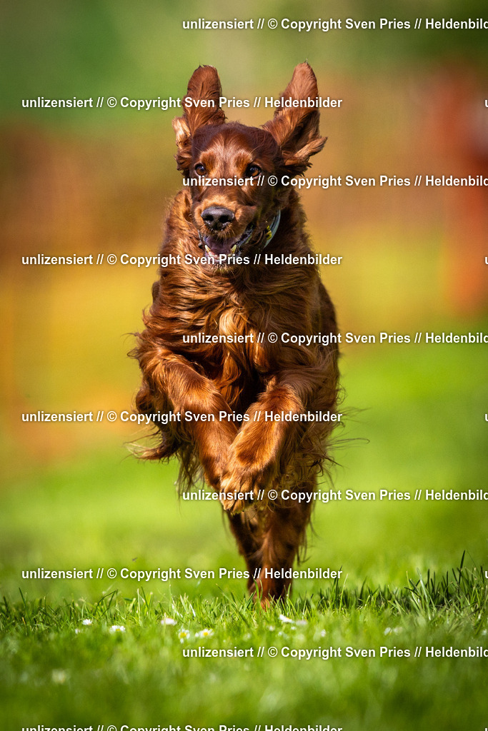 Sven Pries | 2025-04-13 - Hunderennen Baden-Baden - Realisiert mit Pictrs.com