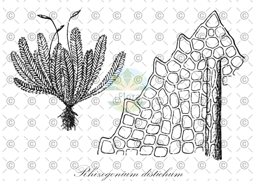 HistAbb_wfo-0000460362_1_ENZY_Simple | Historische Abbildung von Rhizogonium distichum - Rhizogoniaceae | Historical Illustration of Rhizogonium distichum - Rhizogoniaceae