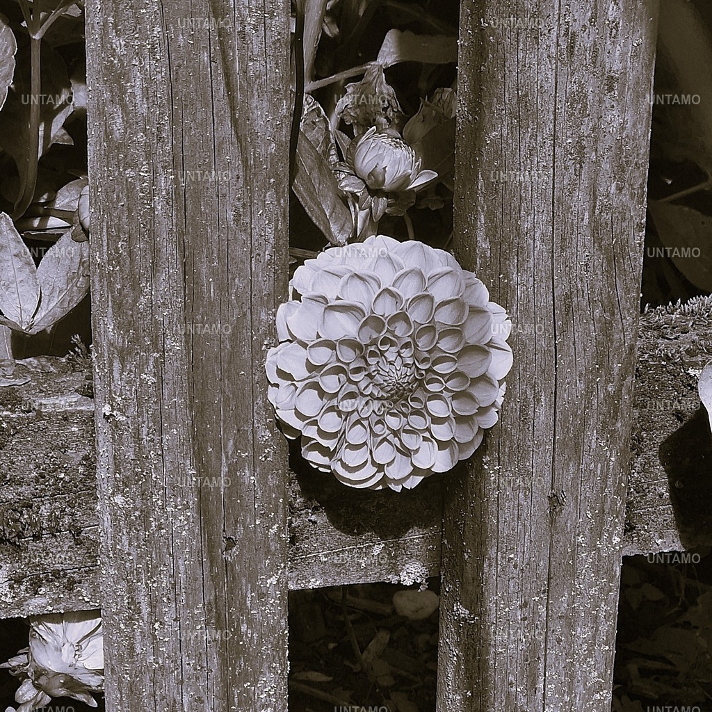 Blume Dahlie in Holzzaun SW | untamo - Realisiert mit Pictrs.com