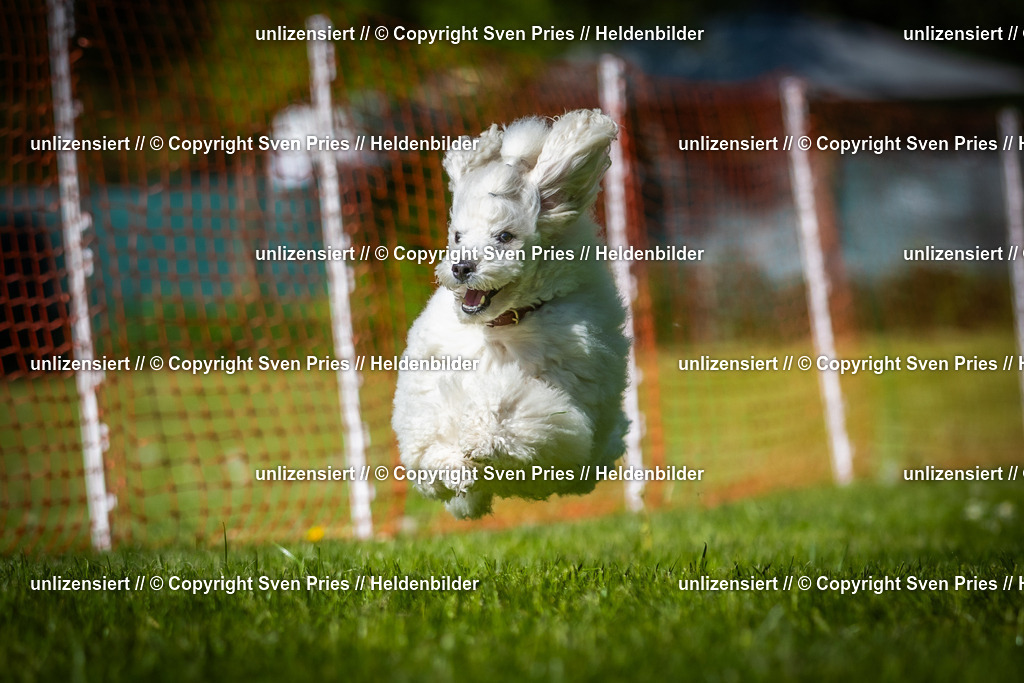 Hunderennen_April_2026_775 | 2026-04-26 - Hunderennen Baden-Oos April 2026 - Realisiert mit Pictrs.com
