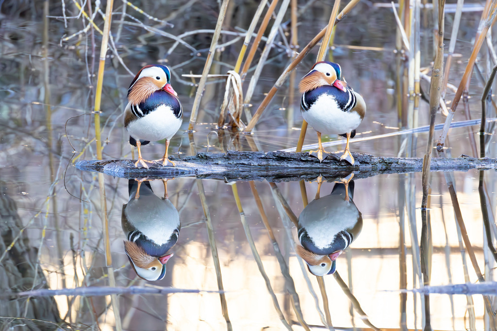 Die Mandarinente | Die Mandarinente ist eine Art aus der Familie der Entenvögel, die ursprünglich in Ostasien beheimatet ist. Ihr natürliches Verbreitungsgebiet erstreckt sich über Teile Nordostchinas, das Amurgebiet und Japan.
In Europa ist die Mandarinente keine einheimische Art. Sie wurde bereits im 18. Jahrhundert als Ziervogel eingeführt und primär in Parkanlagen gehalten. Die heute in vielen europäischen Ländern, darunter Großbritannien, Deutschland und den Niederlanden, freilebenden Populationen gehen auf entflogene Vögel aus Gefangenschaftshaltung zurück. Diese als Neozoen bezeichneten Populationen haben sich erfolgreich etabliert und sind aufgrund ihrer Kälteunempfindlichkeit und Ortstreue vielerorts ganzjährig zu beobachten. - Realisiert mit Pictrs.com