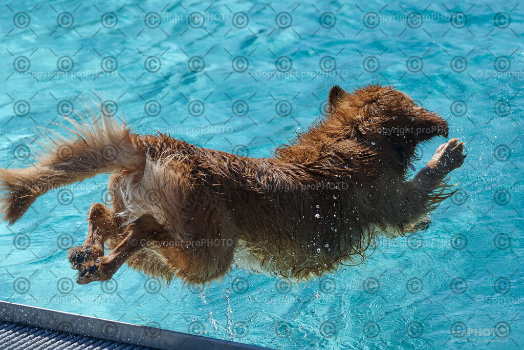 151_202509_4Hundebadetag_NZ9_2611 | proPHOTO - Realisiert mit Pictrs.com