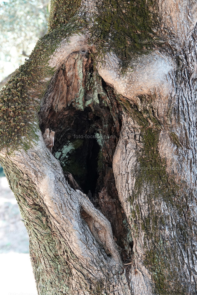 Stories of the Ancient Olive Trees | Ancient Olive Trees