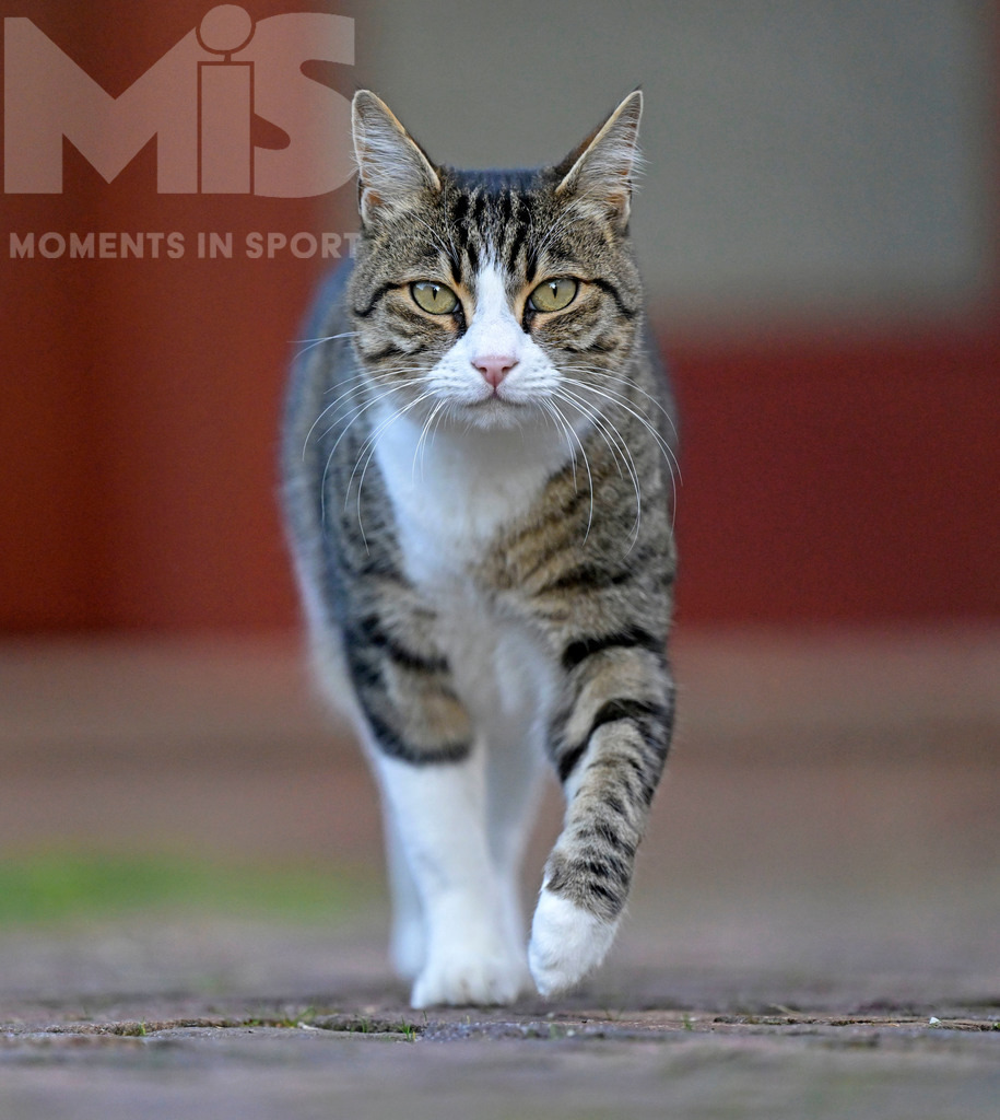 mis_061017_bf_78.JPG | 23.09.2022,  In einem Haus in Bad Wörishofen im Unterallgäu: EIne Katze als Haustier geht mit finsterer Mine auf die Pirsch - Realisiert mit Pictrs.com