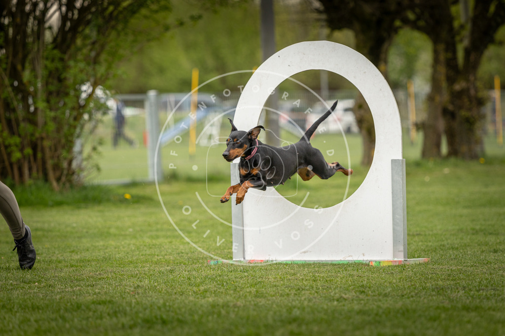 Pfotenfotografie_DV3A1185 | Hundefotografie, Tierfotograf, Pfotenfotografie, Fotoshooting Hund, Hunde Portrait, Hundesport, Hundeportraits, Heideshooting, Hunde, Sportfotograf, Hundefotograf, Turnierhundsport, THS,  - Realisiert mit Pictrs.com