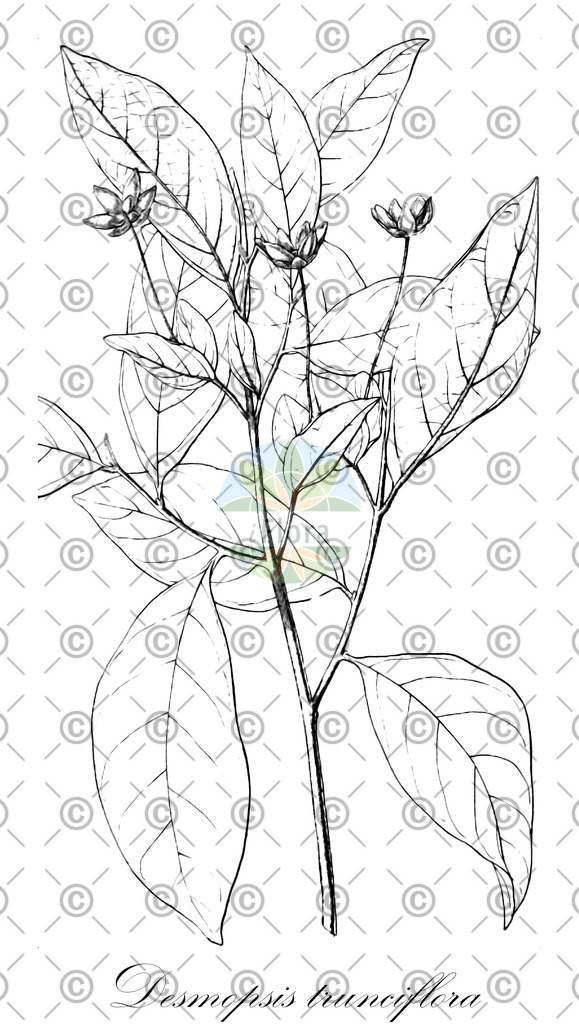 HistAbb_wfo-0000642348_2_ENZY_Simple | Historische Abbildung von Desmopsis trunciflora - Annonaceae | Historical Illustration of Desmopsis trunciflora - Annonaceae