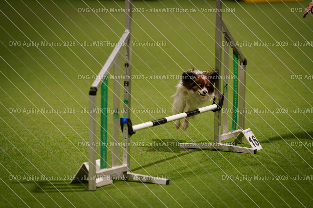 allesWIRTHgut_Tierfotografie-DVG_Agility_Masters_2026-18_00-7R506298 | Professionelle Tierfotografie in Mönchengladbach von Daniel Wirth (allesWIRTHgut). Liebevolle & natürliche Bilder von Hunden & Katzen für unvergessliche Erinnerungen.