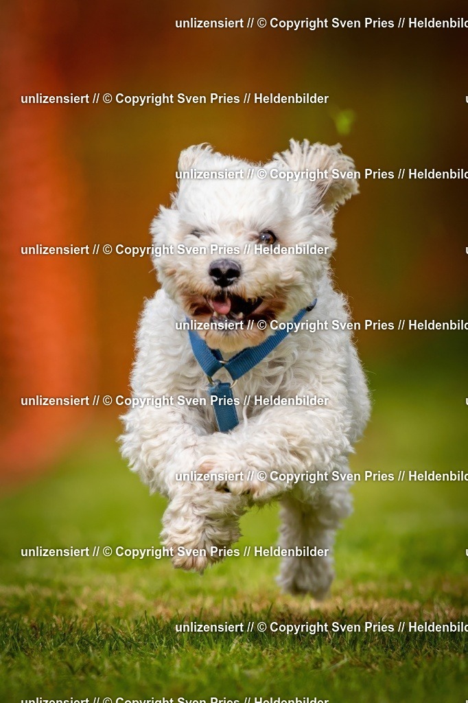 Sven Pries | 2024-09-22 - Hunderennen Baden-BadenPudelverein - Realisiert mit Pictrs.com