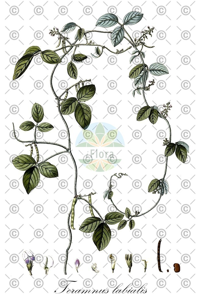 HistAbb_wfo-0001142234_1_ENZY_Simple | Historische Abbildung von Teramnus labialis - Fabaceae | Historical Illustration of Teramnus labialis - Fabaceae
