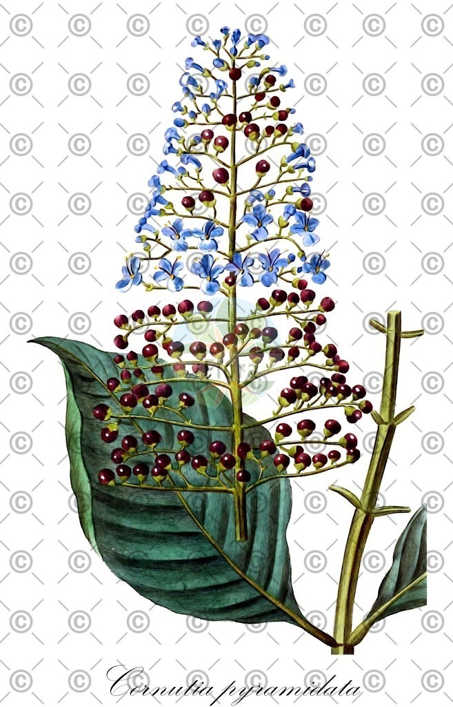 HistAbb_wfo-0000621601_1_ENZY_Simple | Historische Abbildung von Cornutia pyramidata - Lamiaceae | Historical Illustration of Cornutia pyramidata - Lamiaceae
