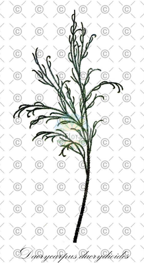 HistAbb_wfo-0000636658_1_ENZY_Simple | Historische Abbildung von Dacrycarpus dacrydioides - Podocarpaceae | Historical Illustration of Dacrycarpus dacrydioides - Podocarpaceae