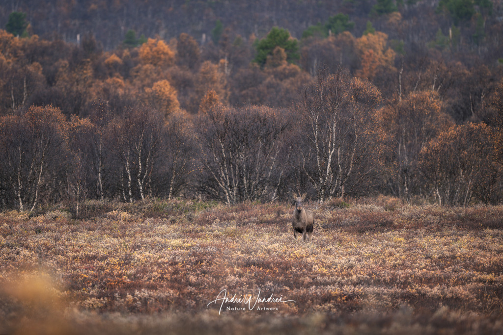 Elchtraum | Andre Wandrei - Nature Artworx - Realisiert mit Pictrs.com