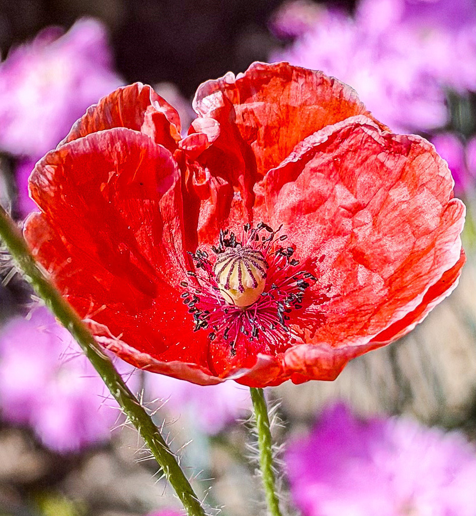 Delicate Red Poppy Blossom | Expressive red poppy flower glowing in natural sunlight with delicate crinkled petals, vivid botanical textures and a dreamy floral background. A vibrant botanical close-up full of color, softness and organic summer atmosphere. - Realisiert mit Pictrs.com