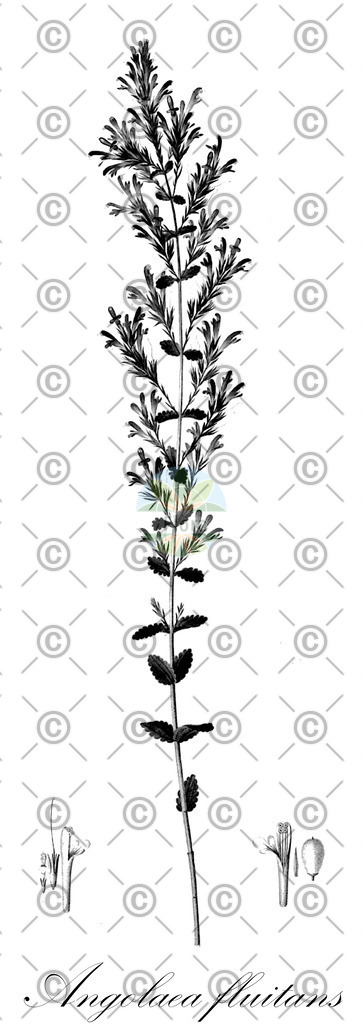 HistAbb_wfo-0000536542_413_ENZY_Simple | Historische Abbildung von Angolaea fluitans - Podostemaceae | Historical Illustration of Angolaea fluitans - Podostemaceae