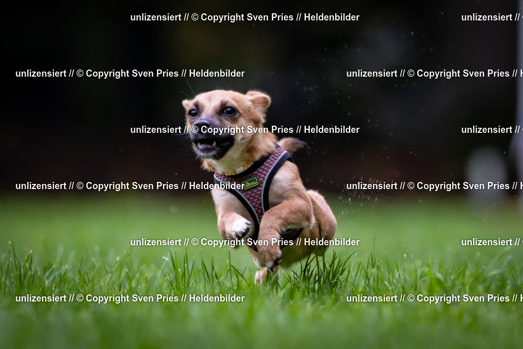 Sven Pries | 2024-10-19 - Hunderennen Ober-Grombach - Realisiert mit Pictrs.com