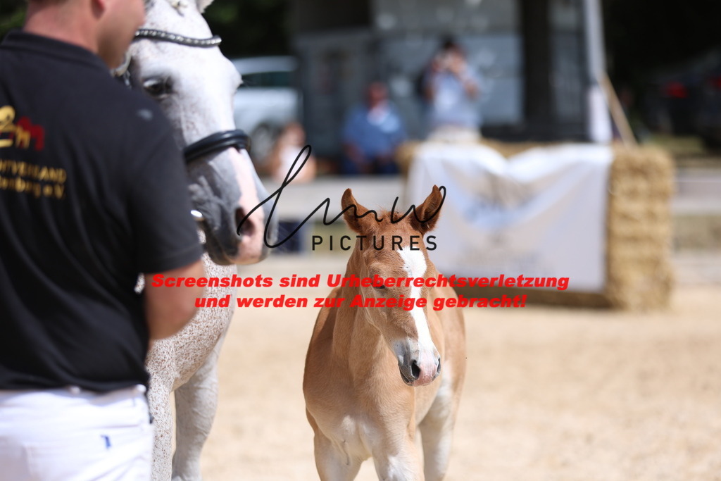 Fohlenschau_Schwäbisch_Hall_Ponys_KN 43_5 | lmwpictures - Realisiert mit Pictrs.com